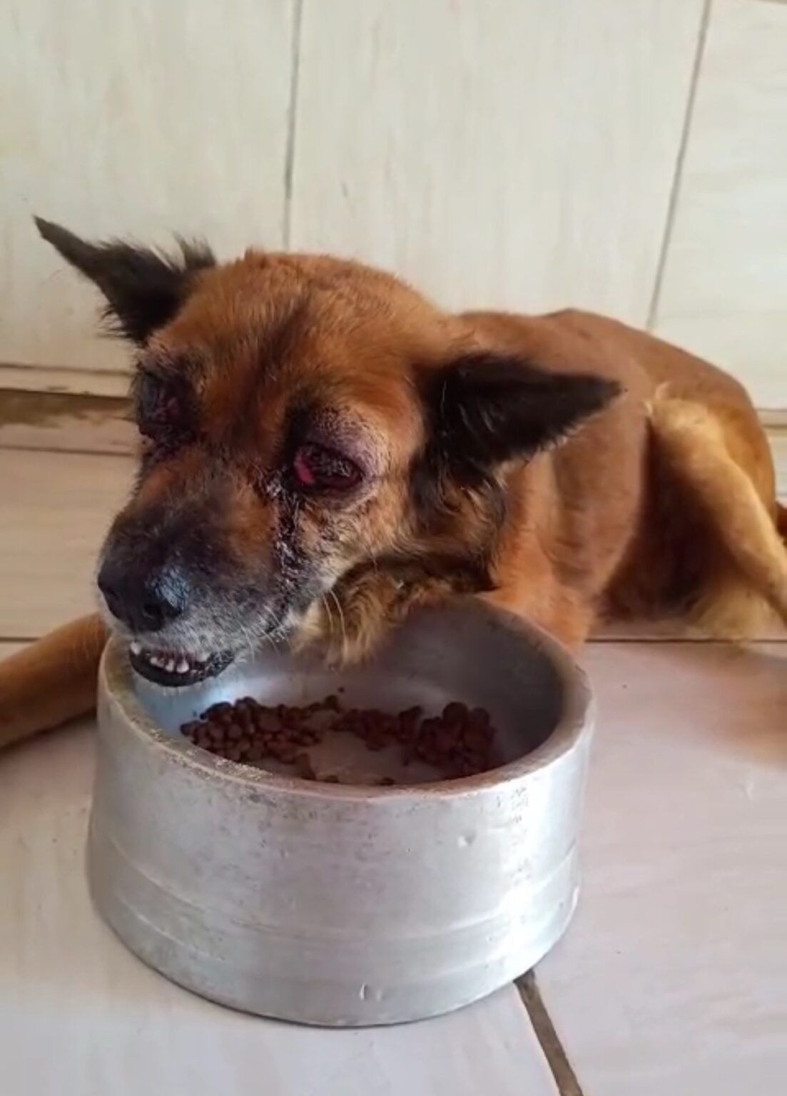 Cão Tem Olhos Perfurados em Currais Novos: Presidente de ONG Pede que População Denuncie Abusos