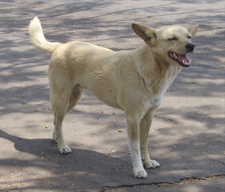 Currais Novos inicia projeto de castração com prioridade para animais de rua capturados