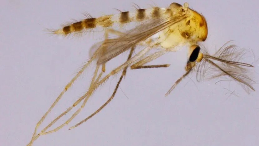 Nova espécie de inseto é identificada no Rio Grande do Norte