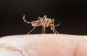Dengue grave: reconheça sintomas e evite complicações