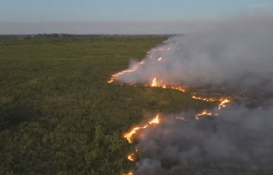 Fogo no Pantanal: chamas consumiram área de 90 mil campos de futebol nos últimos 40 anos