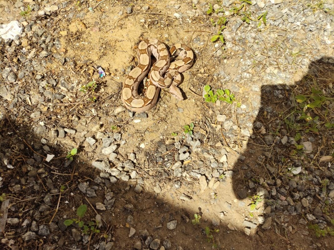Moradores encontram jiboia dentro de casa em Caicó; bombeiros realizam resgate
