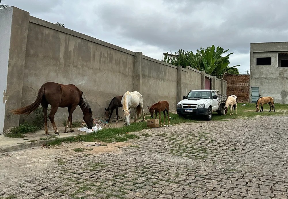 Lei que atualiza taxas para apreensão de animais de médio e grande porte em Currais Novos é sancionadaPostado em 8 de julho de 2025