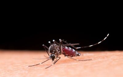 Vacina contra dengue tem eficácia comprovada em adolescentes