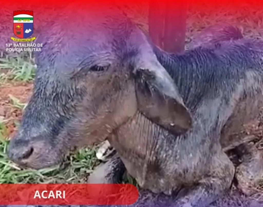 POLÍCIA MILITAR ATUA EM CASO DE MAUS-TRATOS A ANIMAL
