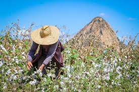 Estão abertas as inscrições para a edição 2025/2026 do Programa Garantia-Safra