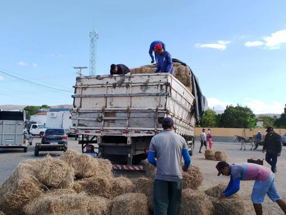 Feno subsidiado atende a criadores do RN mantendo rebanho no período da estiagem