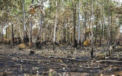 Queimadas continuam altas em 2025; Cerrado concentra maior parte dos incêndios