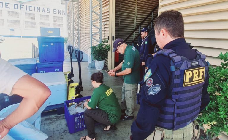 RF e IBAMA apreendem no RN mais de 2 toneladas de lagosta