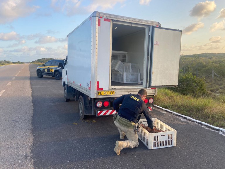Polícia Rodoviária Federal apreende 80 kg de lagosta em fiscalização na BR-101