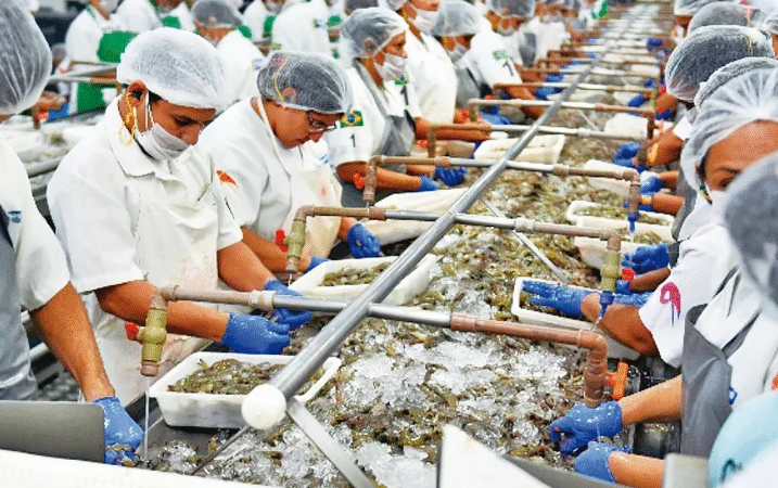 Projeto quer ampliar produção de camarão no RN e formalizar 150 novos criadores até 2026