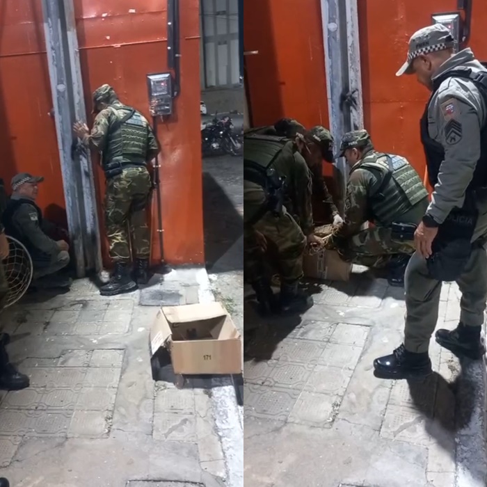 Polícia Ambiental resgata gambá ferido no Centro de Currais Novos