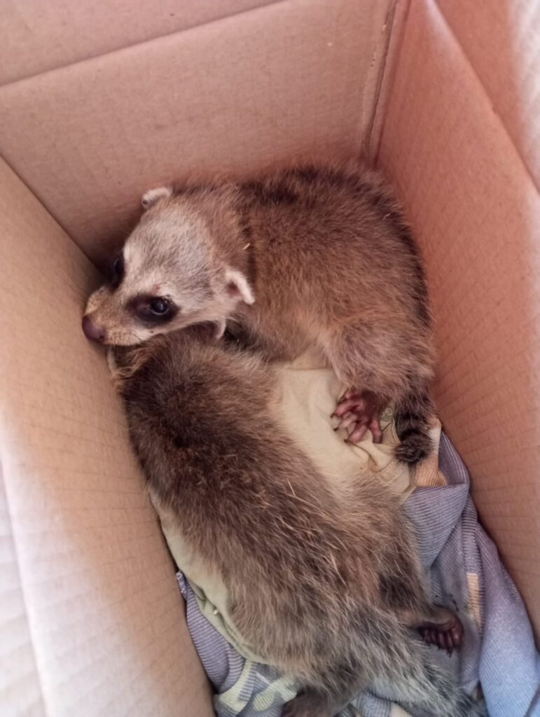 Bombeiros resgatam filhotes de guaxinim em Currais Novos