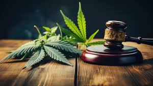 Mutirão reverte 3,6 mil condenações por porte de maconha após decisão do STF que descriminalizou uso pessoal