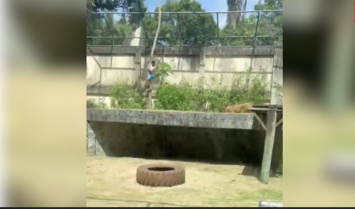 Zoológico em João Pessoa onde jovem foi morto por leoa será reaberto