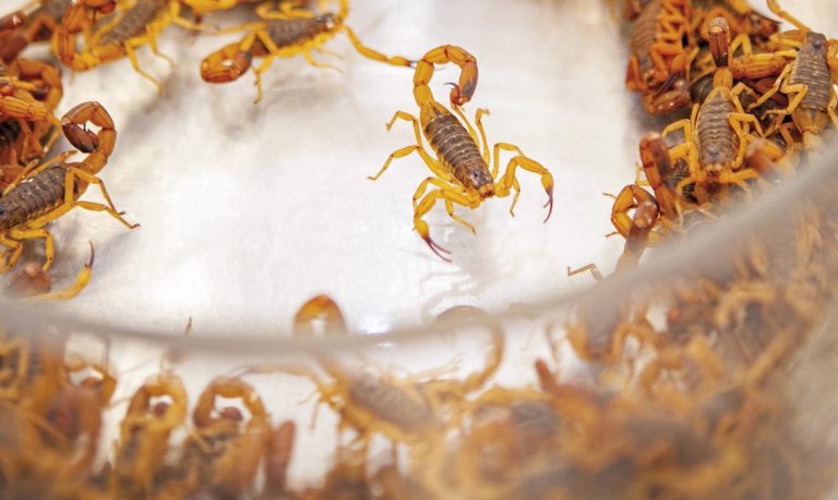 Brasil registra mais de 173 mil acidentes com escorpiões em 2025; mortes já passam de 200