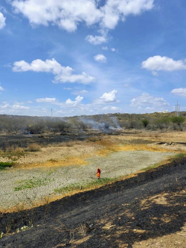 Animais são encontrados mortos após incêndio em vegetação em Currais Novos