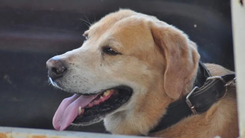RN sanciona lei que cria banco de ração para cães e gatos no RN