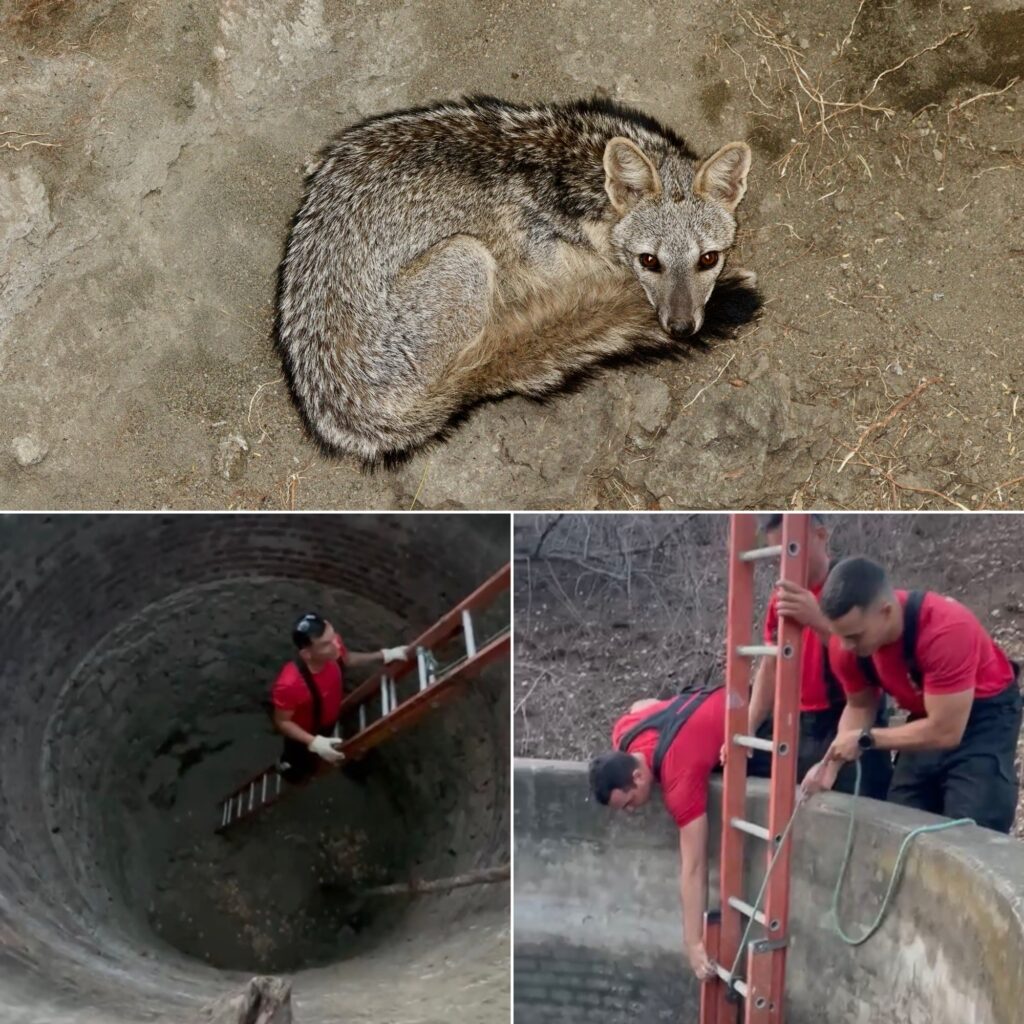 Raposa fica dias presa em cacimbão seco e é salva pelo Corpo de Bombeiros em Currais Novos