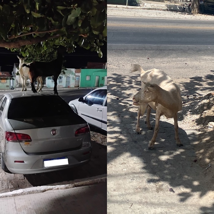Animais soltos durante a noite geram danos e preocupação no bairro Paizinho Maria