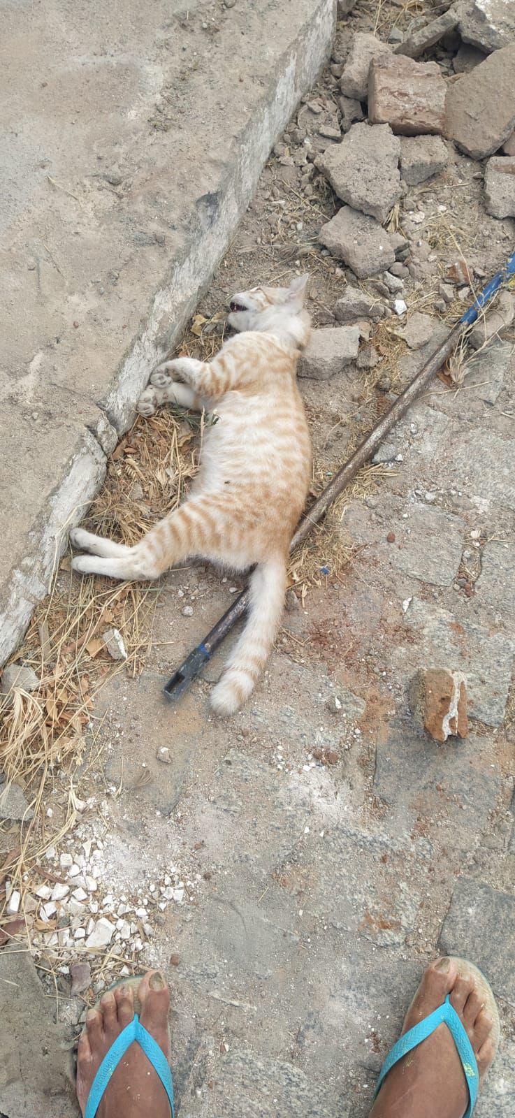 ABSURDO: Gato é morto a pedradas e revolta moradores no bairro Manoel Salustino, em Currais Novos