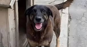 Cão Orelha: morte de pet pode acelerar debate no Congresso sobre maus-tratos a animais