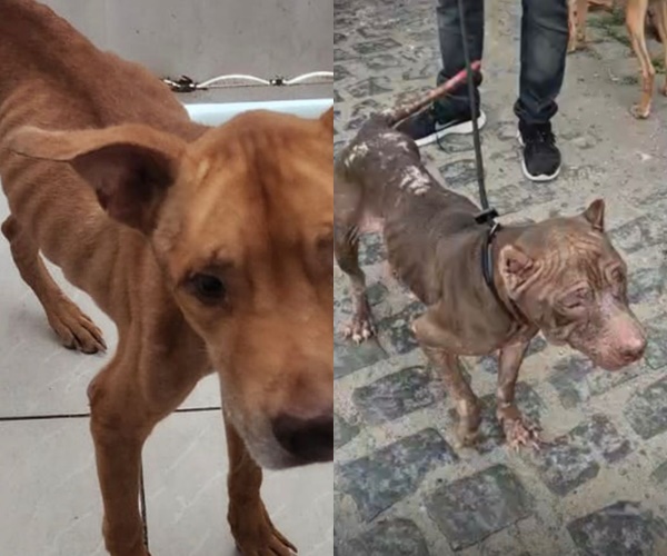 Pitbulls em situação de maus-tratos são resgatados pela Polícia Civil na Zona Norte de Natal
