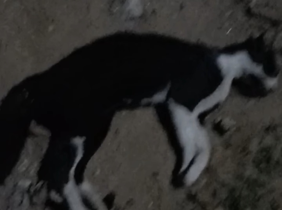 Gato é encontrado morto com suspeita de envenenamento no bairro Dr. José Bezerra, em Currais Novos