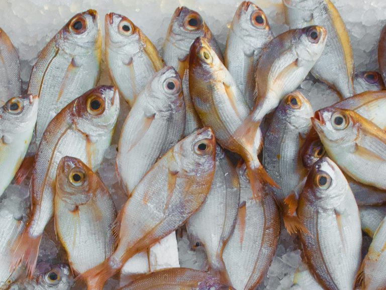 Quaresma aquece venda de pescados e diversifica consumo de proteína