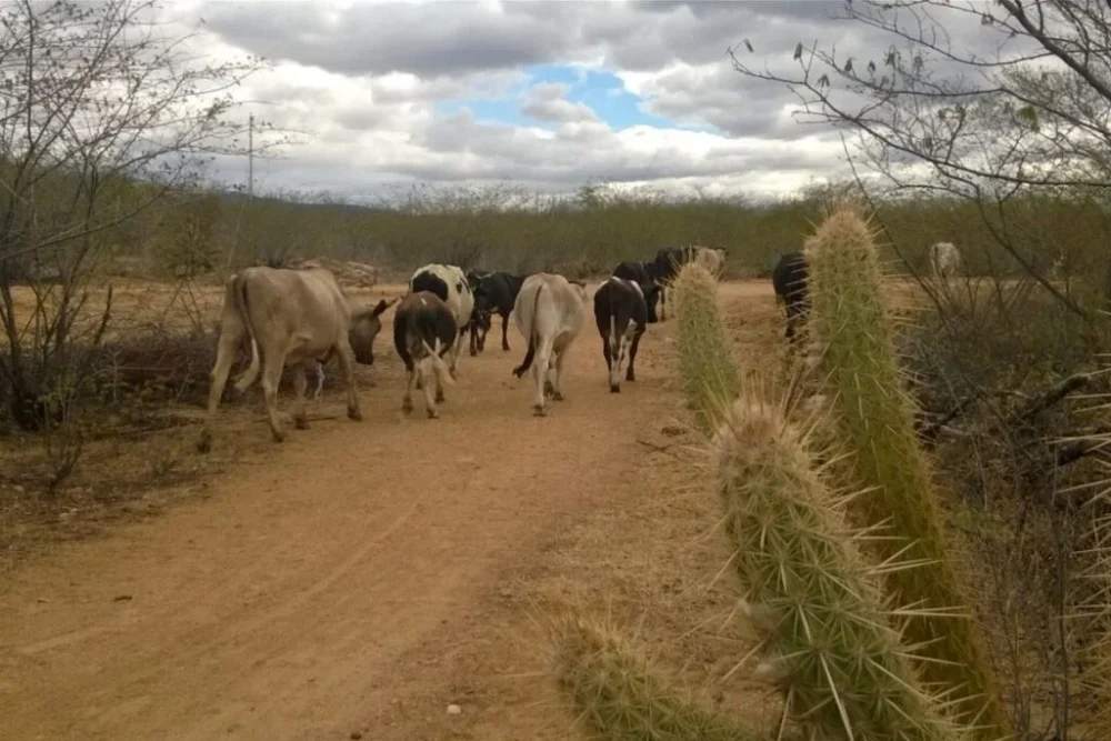 Todos os municípios do RN registraram algum nível de seca em fevereiro