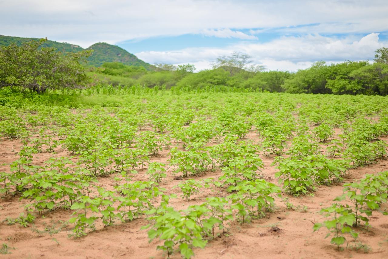 Currais Novos aposta no algodão para fortalecer a agricultura familiar