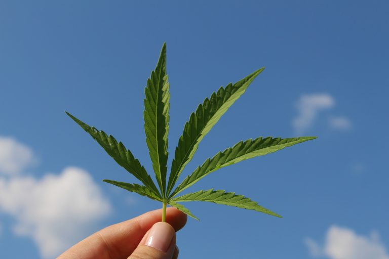 Sugestão legislativa para permitir uso e cultivo pessoal de maconha é rejeitada