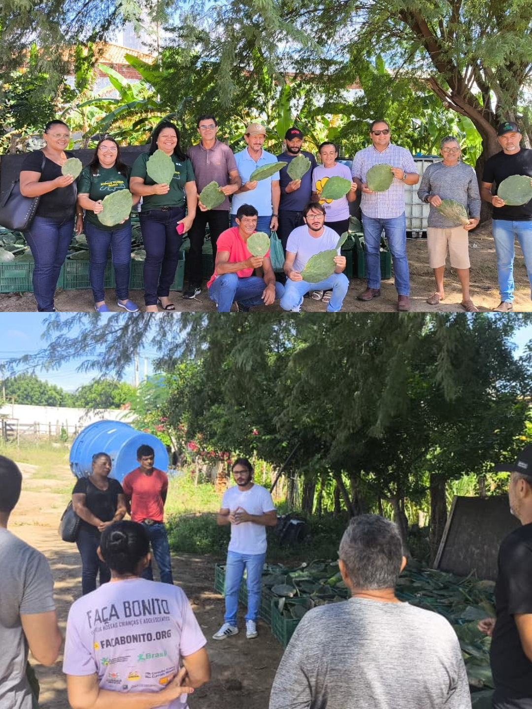 Projeto Palmas para o Campo incentiva cultivo sustentável em Currais Novos