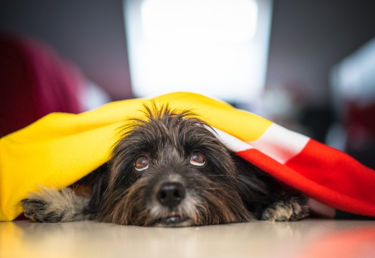 Cães e gatos sofrem com barulho de fogos; especialista orienta como protegê-los