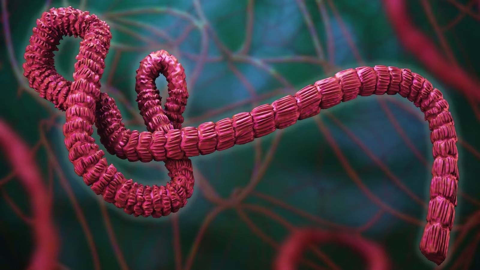 Ebola preocupa autoridades após OMS apontar mortalidade de até 50%