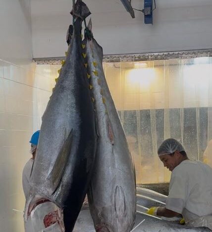 Pesca industrial do RN inicia retomada de fôlego após alívio tarifário dos EUA