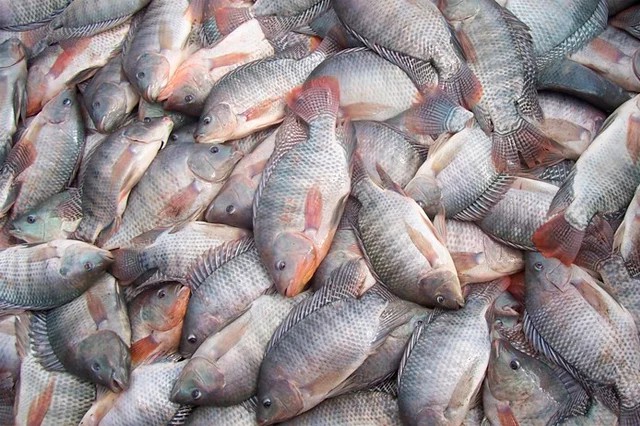 Após aumento de casos de ciguatera no RN, Sesap destaca 10 peixes que devem ser evitados