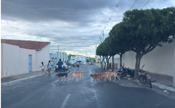 Cruzeta: manejo de animais é alvo de recomendação do MPRN