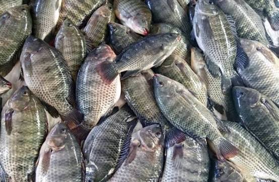 ALERTA: Intoxicação por peixe contaminado dispara 60% no RN; toxina não altera cheiro nem sabor