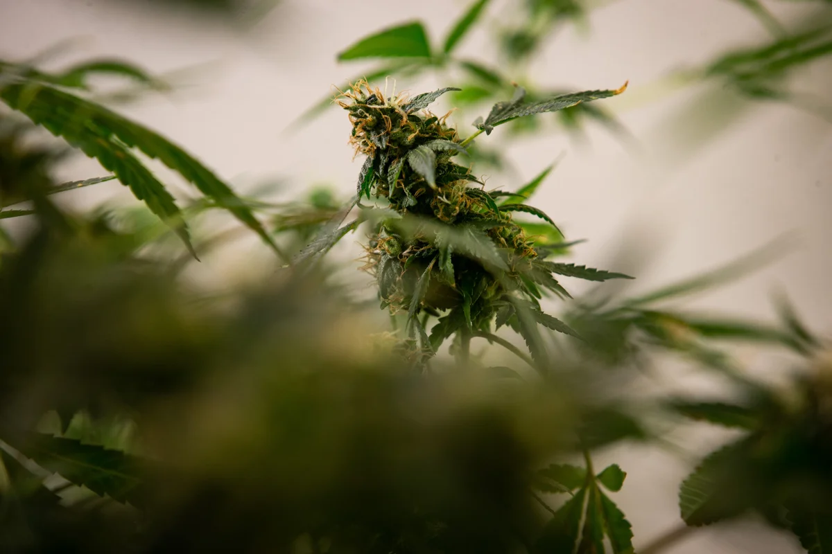 Homem com TDAH e ansiedade ganha direito de cultivar 174 plantas de cannabis por ano