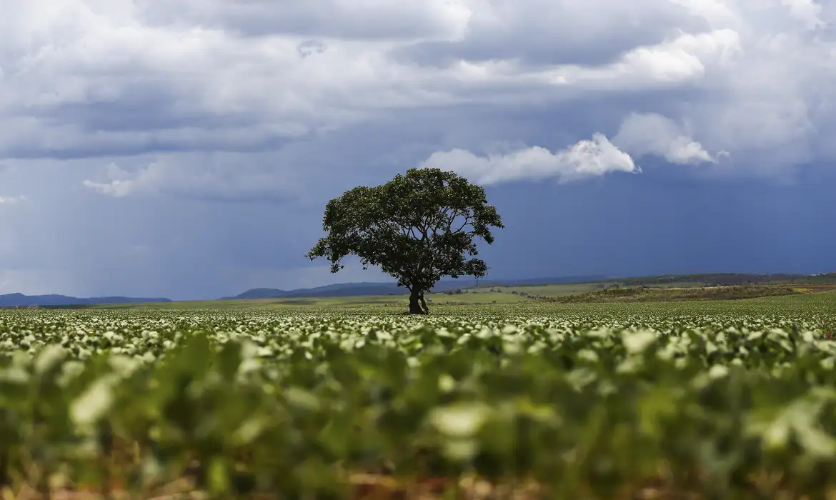 Crédito rural: Região Sul lidera liberação de recursos e Nordeste registra maior valor médio na safra 2026/2027