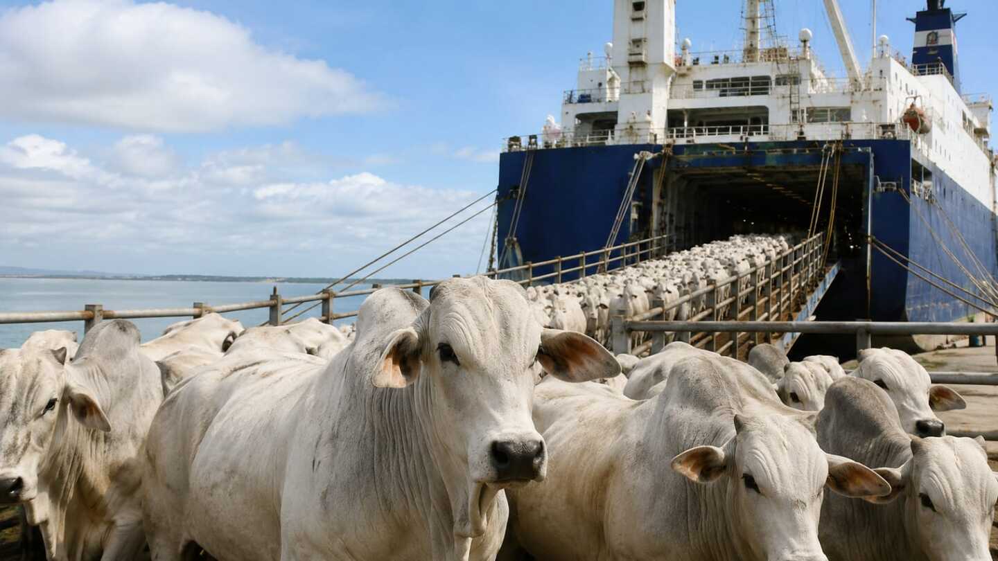 RN realiza primeira exportação de gado vivo para a Arábia Saudita