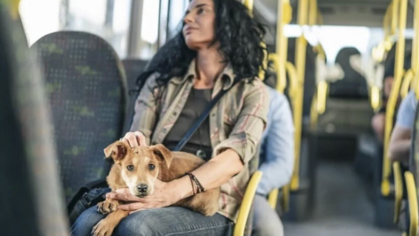 Natal autoriza cães e gatos de até 12 kg em ônibus