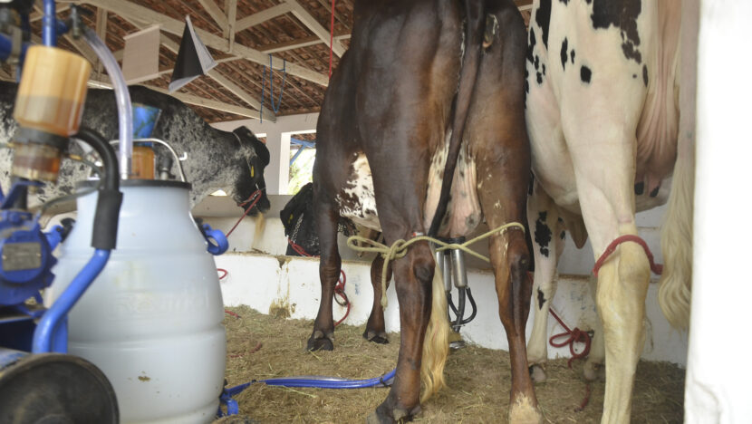 Produção animal cresce e movimenta R$ 2,18 bilhões no RN, aponta IBGE